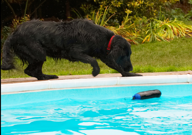 Dog, Dogs, Flat Coated Retriever, Loki, Pool, Retrievers, Swimming