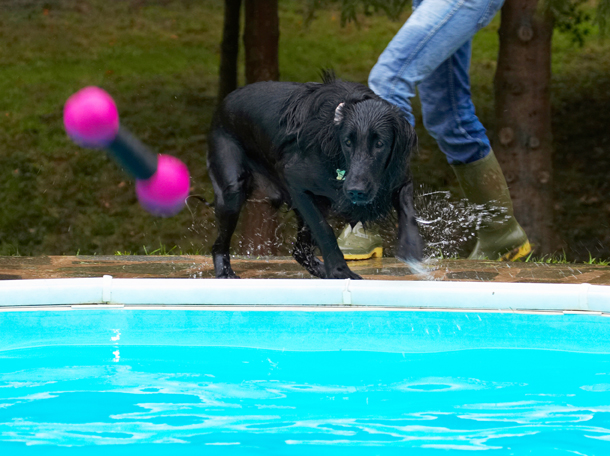 Dog, Dogs, Flat Coated Retriever, Loki, Pool, Retrievers, Swimming