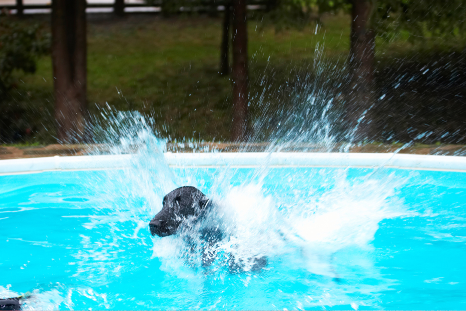 Dog, Dogs, Flat Coated Retriever, Loki, Retrievers, Swimming Pool
