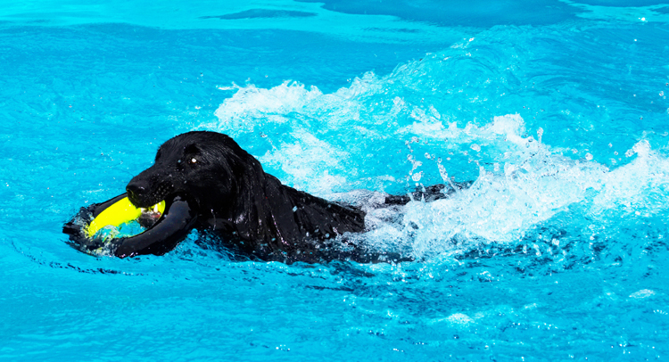 Dog, Dogs, Flat Coated Retriever, Loki, Pool, Retrievers, Swimming