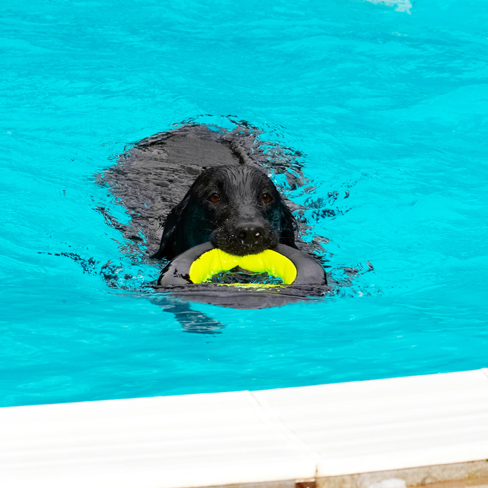 Dog, Dogs, Flat Coated Retriever, Loki, Pool, Retrievers, Swimming
