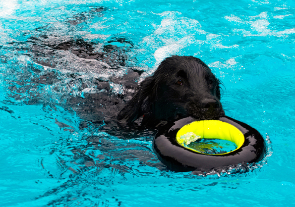 Dog, Dogs, Flat Coated Retriever, Loki, Pool, Retrievers, Swimming