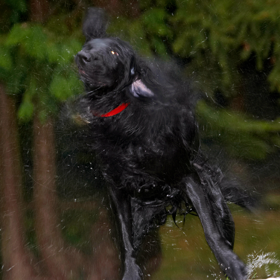 Dog, Dogs, Flat Coated Retriever, Loki, Retrievers