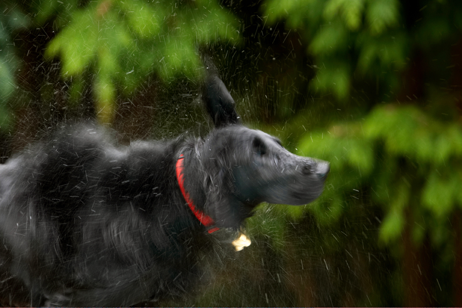 Dog, Dogs, Flat Coated Retriever, Loki, Retrievers