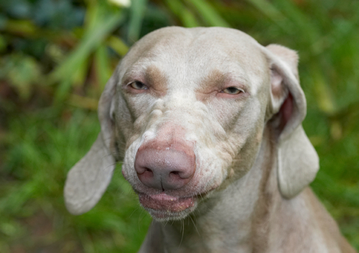 Dog, Dogs, Moon, Weimaraner
