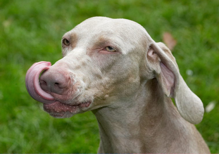 Dog, Dogs, Moon, Tongue, Weimaraner