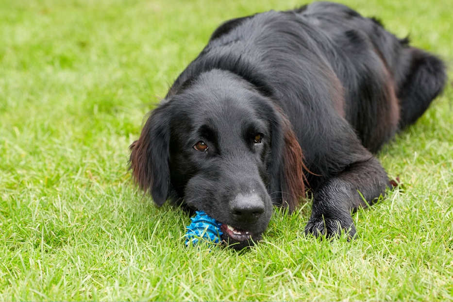 I'm having a good chew - OK!