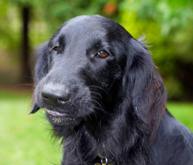 Dog, Dogs, Flat Coated Retriever, Loki, Retrievers