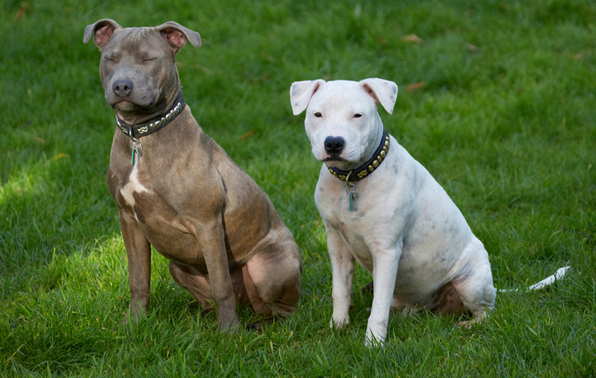 Dog, Dogs, Domino, Puppies, Puppy, Sky, Staffordshire Bull Terrier, Terriers