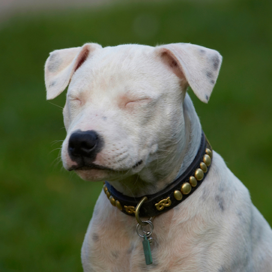 Dog, Dogs, Domino, Puppies, Puppy, Staffordshire Bull Terrier, Terriers