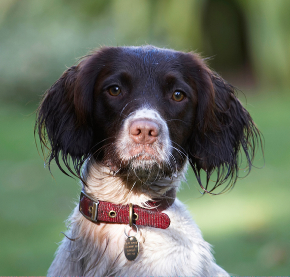 Cocker Spaniel, Dog, Dogs, Meg, Spaniels, Working