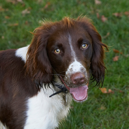 Cocker Spaniel, Dog, Dogs, Meg, Spaniels, Tongue, Working