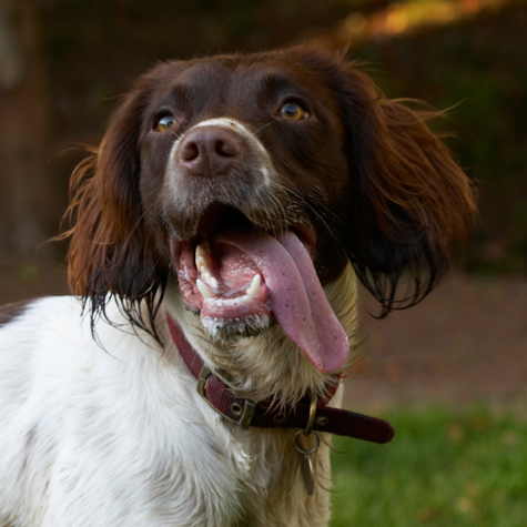 Alfie, Dog, Dogs, Molly, Spaniels, Springer Spaniel, Tongue