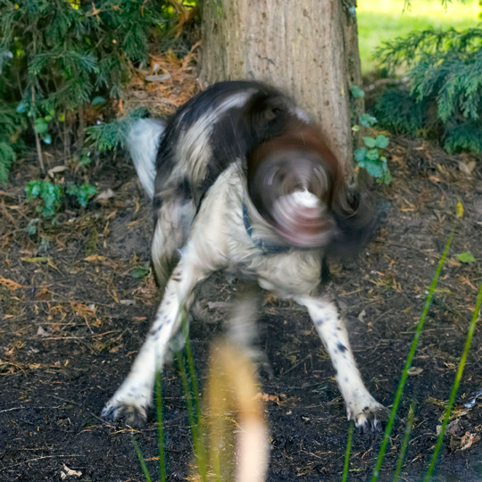 Alfie, Dog, Dogs, Molly, Spaniels, Springer Spaniel