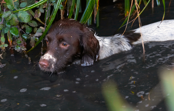 Alfie, Dog, Dogs, Molly, Spaniels, Springer Spaniel