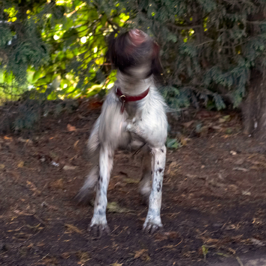 Alfie, Dog, Dogs, Molly, Spaniels, Springer Spaniel