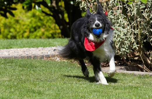 Ball, Border Collie, Collies, Dog, Dogs, Harvey, Neckerchief, Scarf