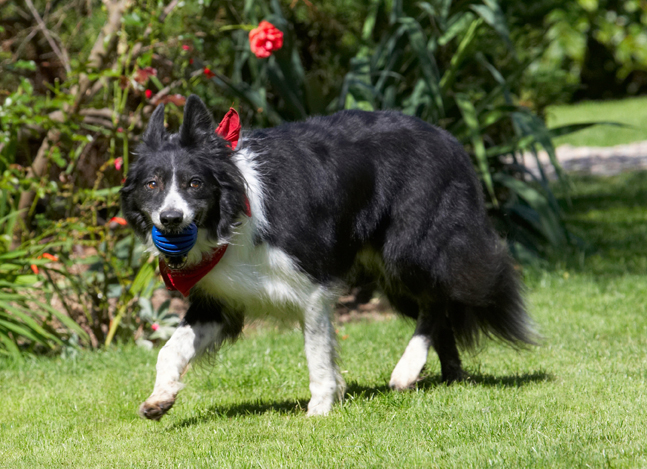 Border Collie, Collies, Dog, Dogs, Harvey, Neckerchief, Scarf