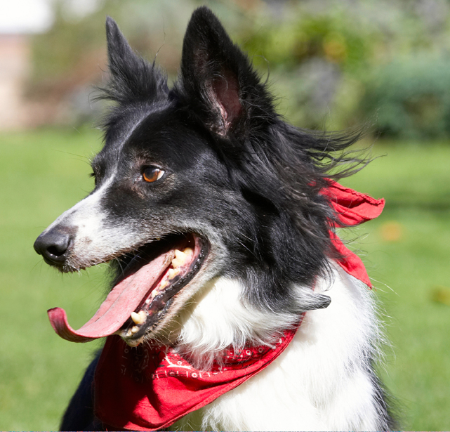 Border Collie, Collies, Dog, Dogs, Harvey, Neckerchief, Scarf, Tongue