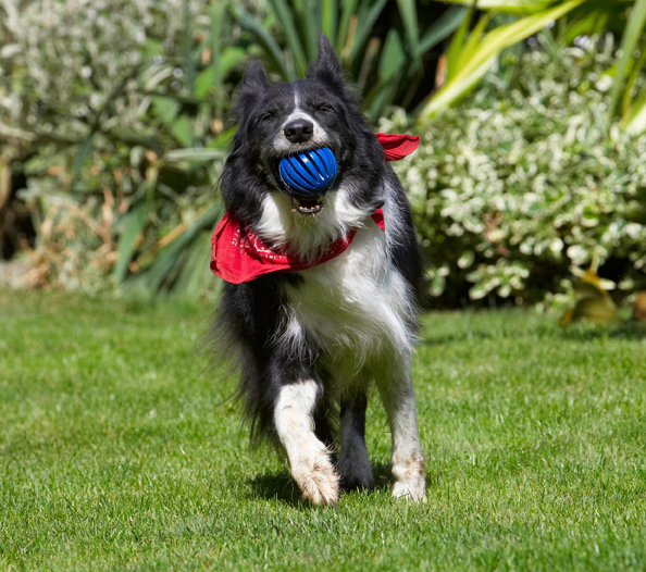 Border Collie, Collies, Dog, Dogs, Harvey, Neckerchief, Scarf