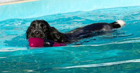 Charlie, Cocker spaniel, Dog, Dogs, Pool, Spaniels, Swimming
