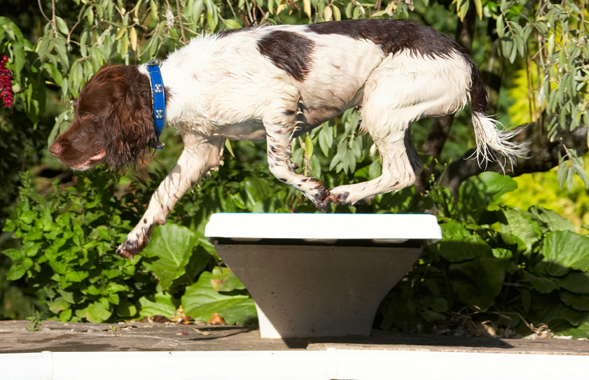 Dog, Dogs, George, Pool, Spaniels, Springer Spaniel, Swimming
