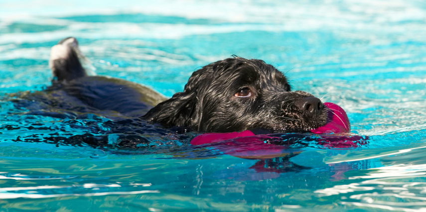 Charlie, Cocker spaniel, Dog, Dogs, Pool, Spaniels, Swimming