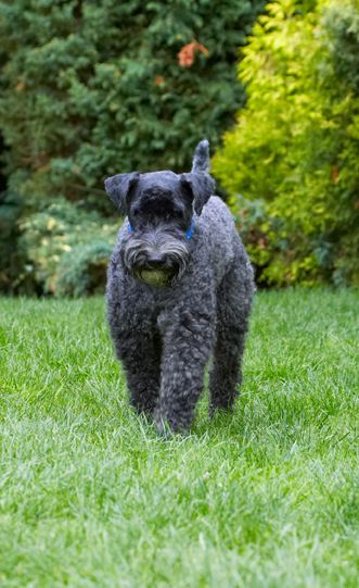 Me and my ball out strolling