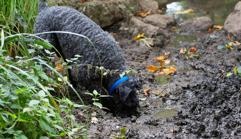 I know it's in here somewhere