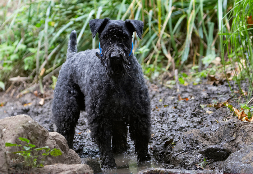 Dog, Dogs, Kerry Blue Terrier, Paddy, Terriers