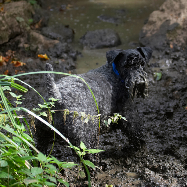 Dog, Dogs, Kerry Blue Terrier, Paddy, Terriers