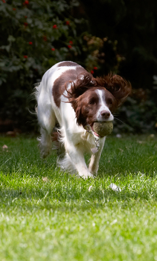 Dog, Dogs, Lola, Spaniels, Springer Spaniel