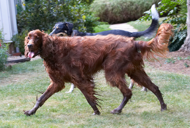 Aflie, Dog, Dogs, Ella, Greek mutt, Irish Setter, Tongue