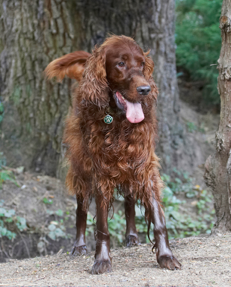 Aflie, Dog, Dogs, Irish Setter, Tongue