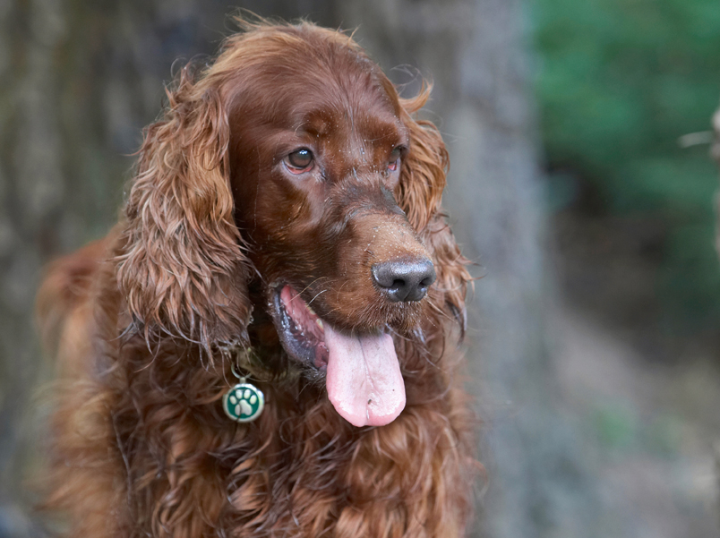 Aflie, Dog, Dogs, Irish Setter, Tongue