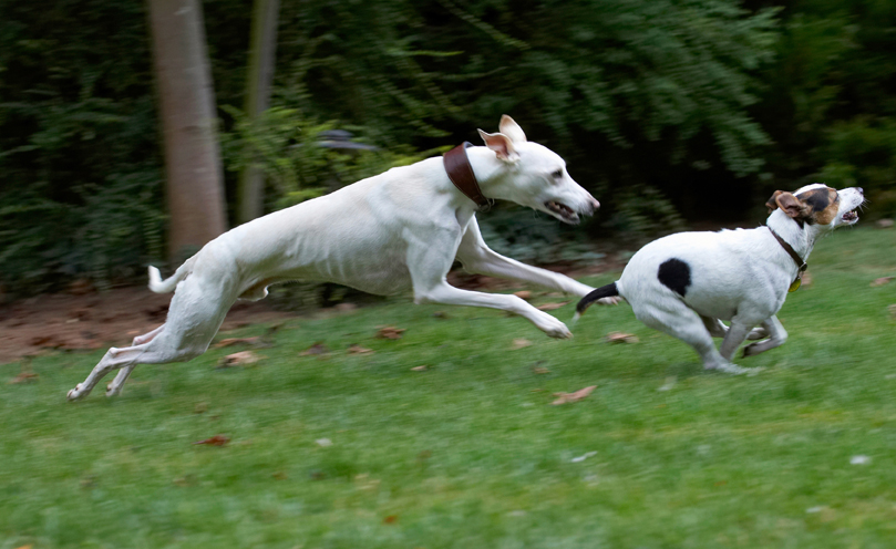 Dog, Dogs, Jack Russell Terrier, Okii, Terriers, Whippet, Willow