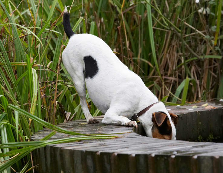 Mmm, mmm, mmm, pond water