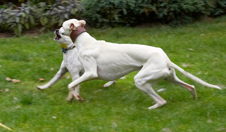 Dog, Dogs, Jack Russell Terrier, Okii, Terriers, Whippet, Willow
