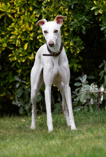 Dog, Dogs, Whippet, Willow