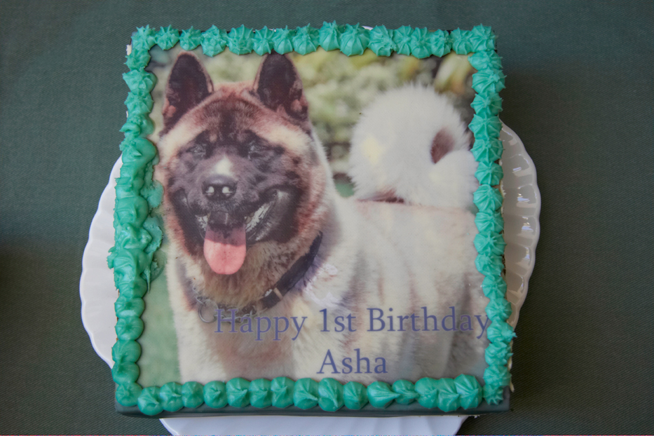Akita, Asha, Birthday, Birthday Cake, Cake, Dog, Dogs, Tongue