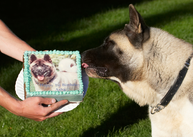 Akita, Asha, Birthday, Cake, Dog, Dogs, Tongue