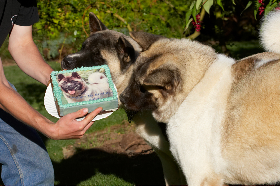 Akita, Asha, Birthday, Cake, Dog, Dogs, Grzegorz, Sky, Tongue