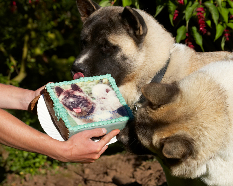 Akita, Asha, Birthday, Cake, Dog, Dogs, Sky, Tongue