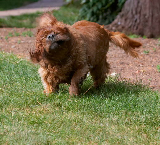 Dog, Dogs, King Charles Spaniel, Ruby, Spaniels