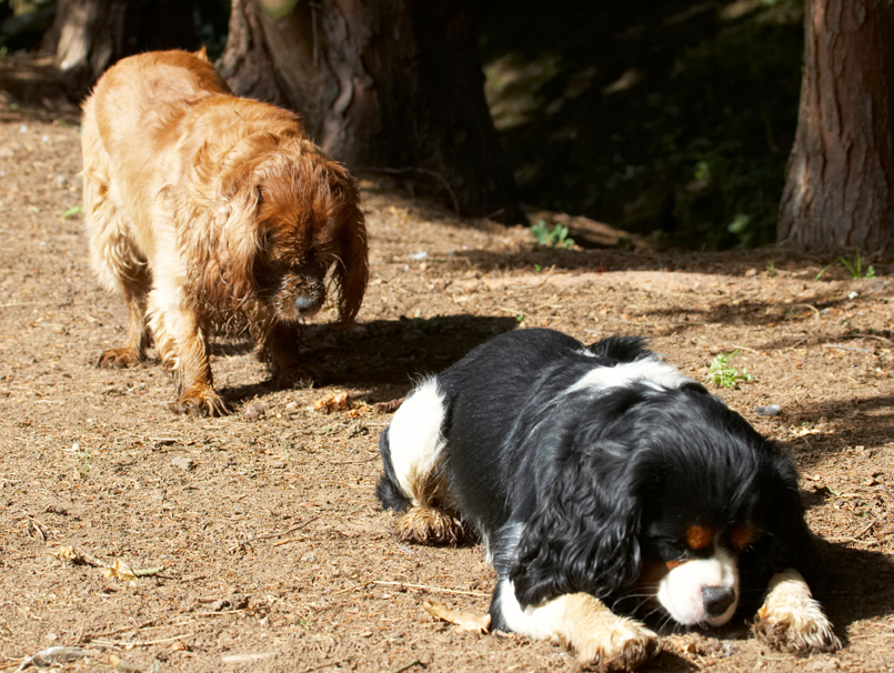 Dog, Dogs, Jasper, King Charles Spaniel, Ruby, Spaniels, Tongue