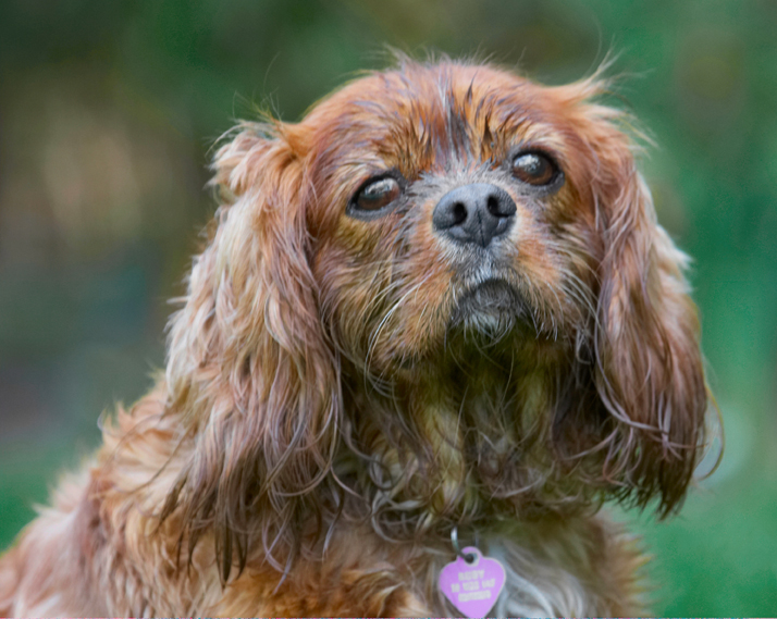 Dog, Dogs, King Charles Spaniel, Ruby, Spaniels