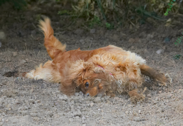 Dog, Dogs, King Charles Spaniel, Ruby, Spaniels