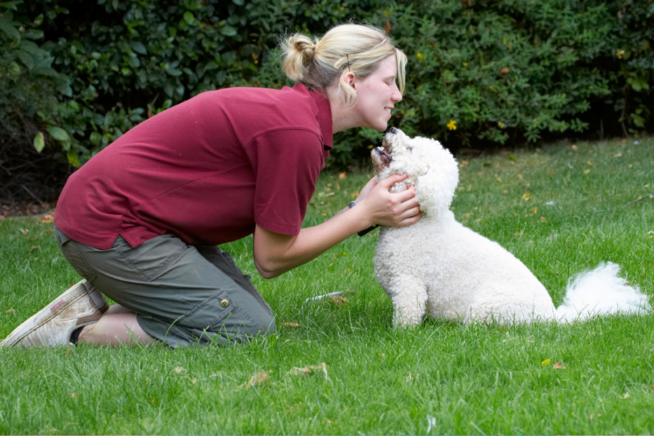 Bichon Frise, Dillon, Dog, Dogs, Laura, Tongue