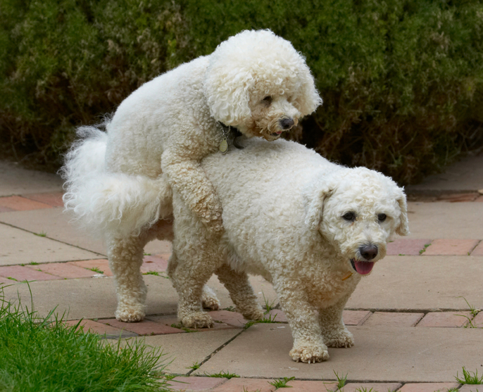 C'mon then if you want a piggy back