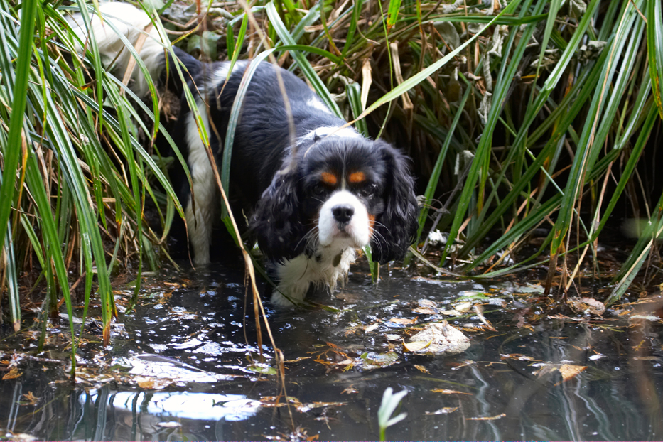 Jus' going for a dip